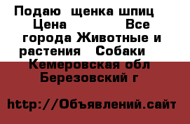 Подаю. щенка шпиц  › Цена ­ 27 000 - Все города Животные и растения » Собаки   . Кемеровская обл.,Березовский г.